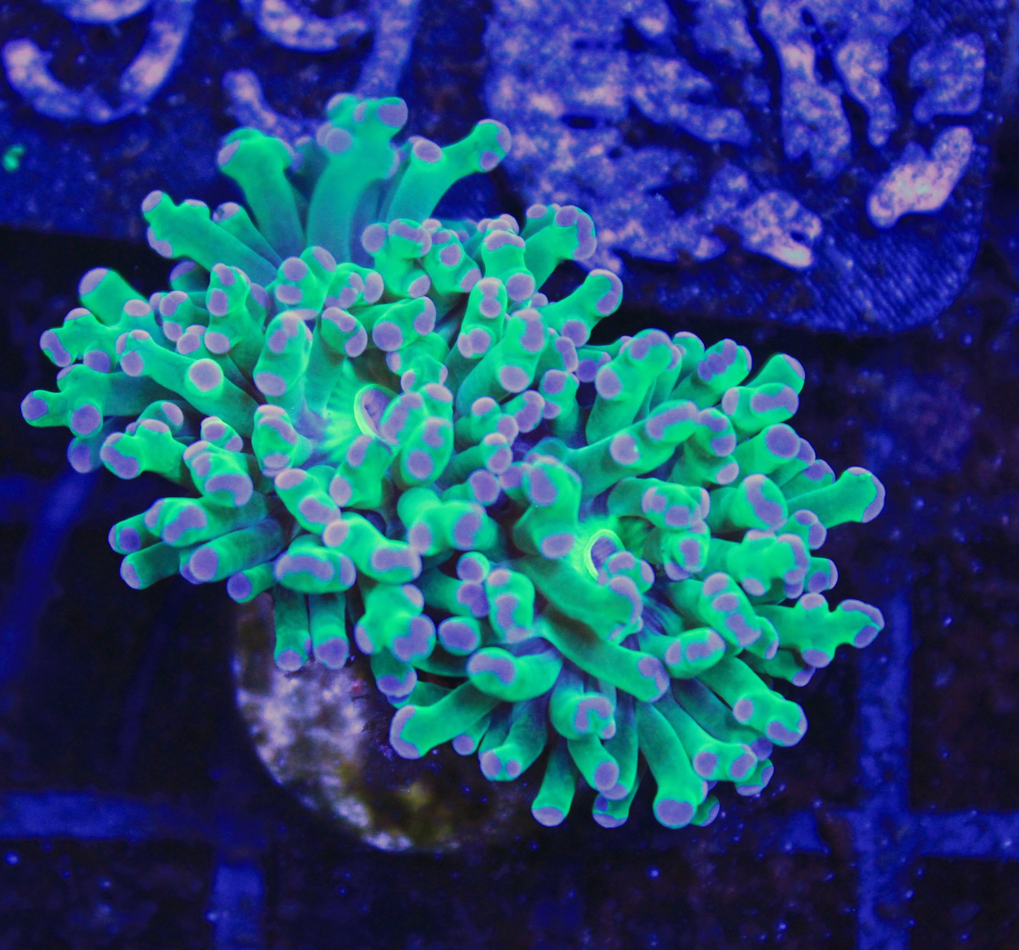 146 euphyllia Frogspawn 2 koppen