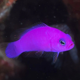 Pictichromis Porphyrea