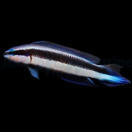 Pseudochromis indigo (Electric)