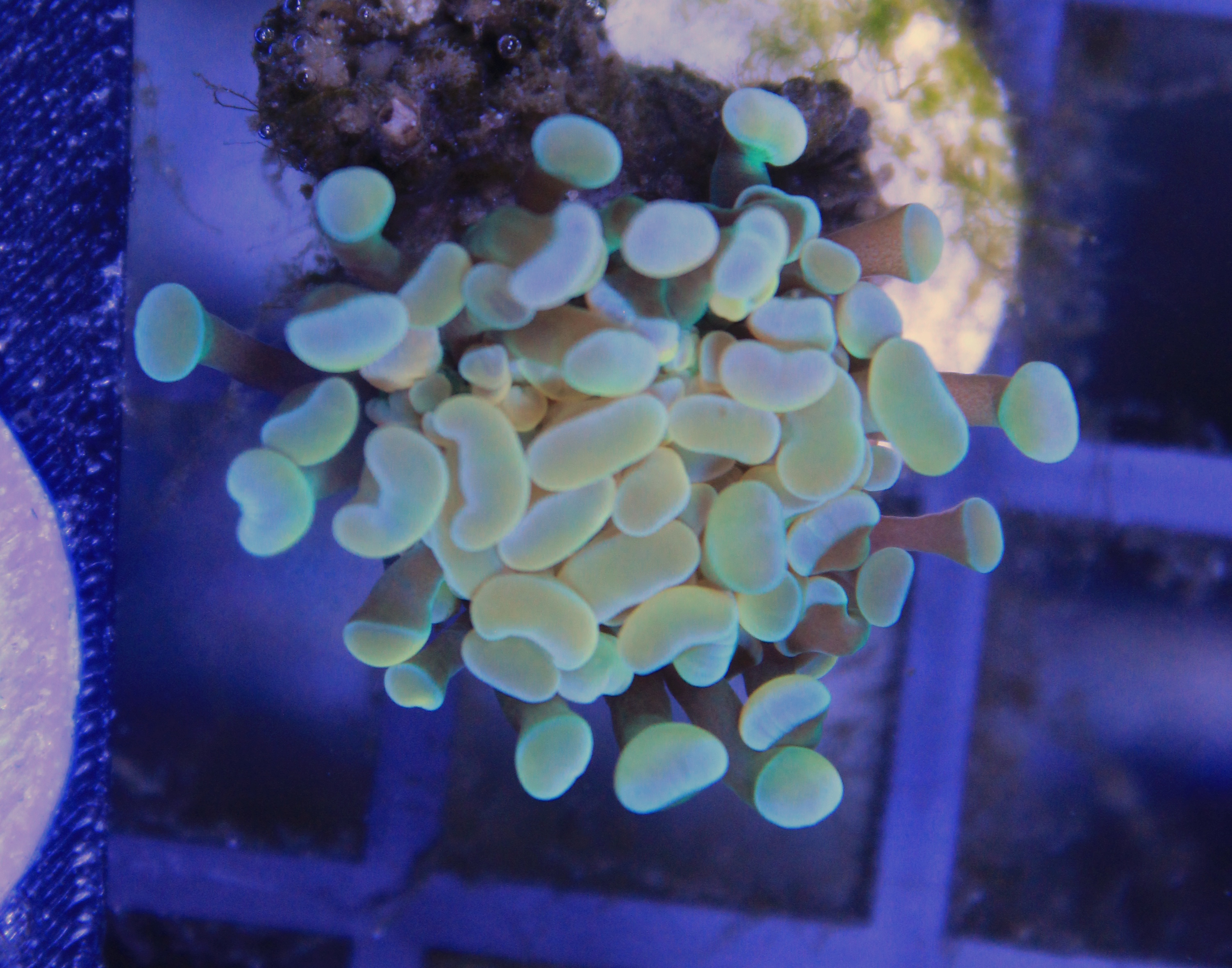 193 euphyllia paraancora gold 1 kop