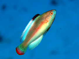 Cirrhilabrus Rubrimarginatus