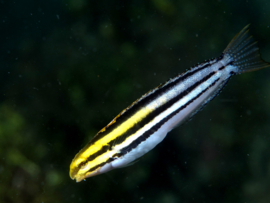 Petroscirtes Breviceps