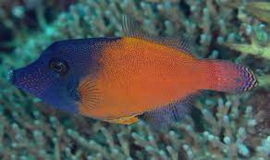 Pervagor Melanocephalus
