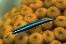 Gobiosoma Oceanops