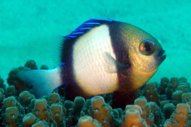 Dascyllus Carneus