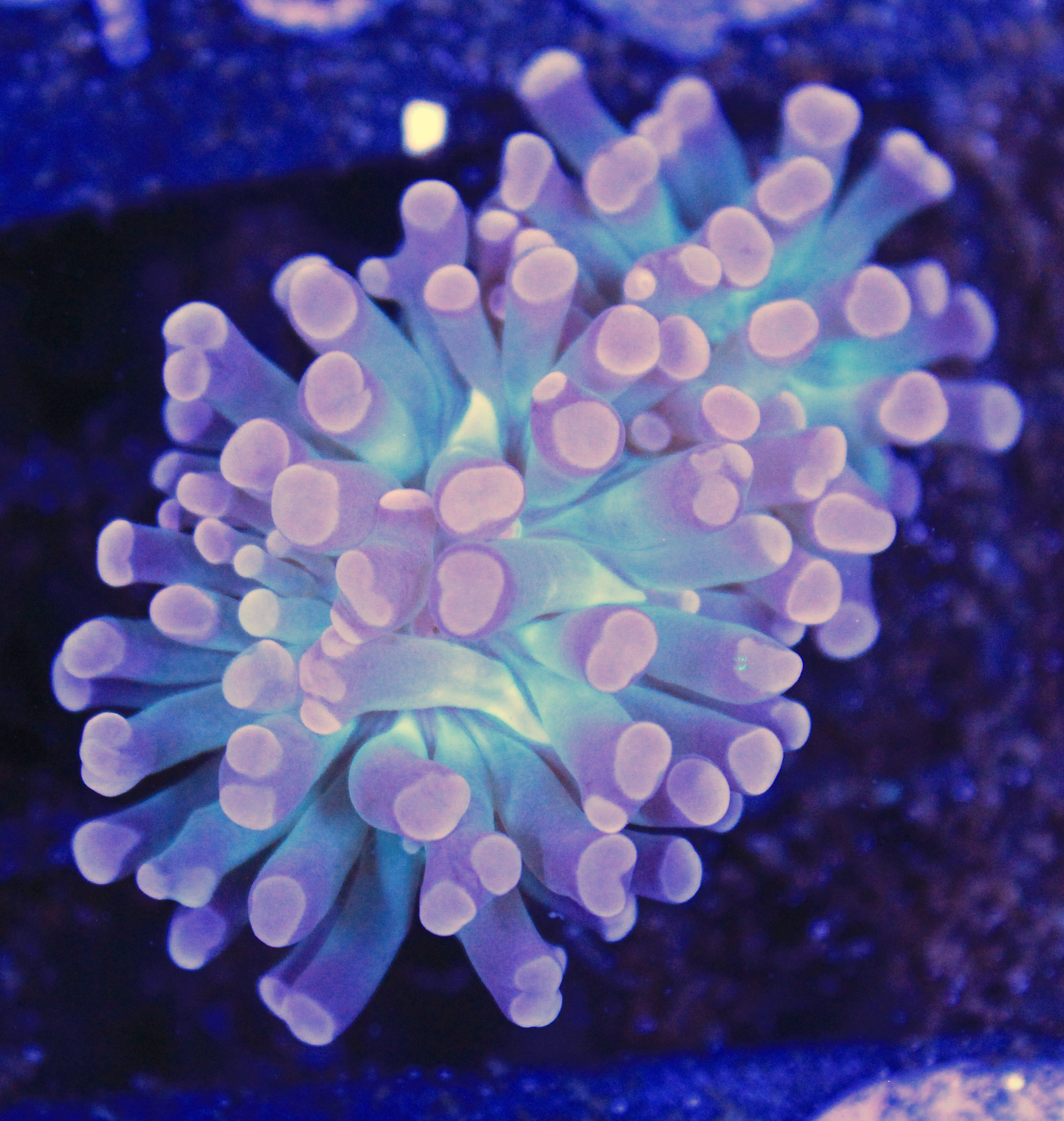 152 euphyllia 2 koppen