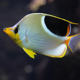 Chaetodon Ephippium (L)