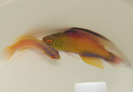 Cirrhilabrus Rhomboidalis