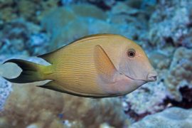 Ctenochaetus Striatus (M)