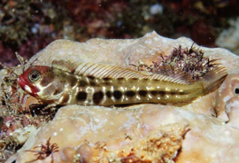 Blennies