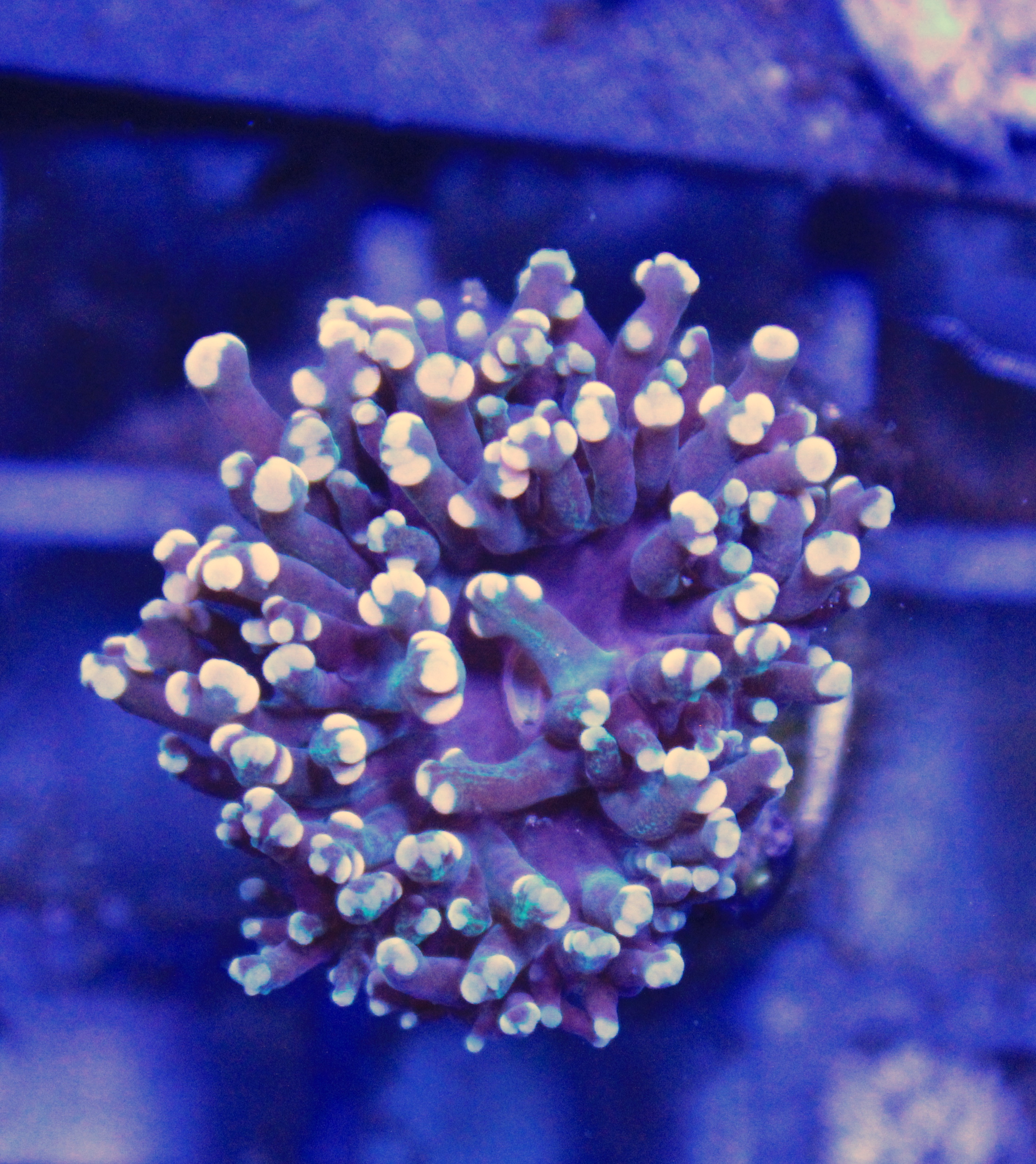 137 euphyllia Frogspawn 1 kop