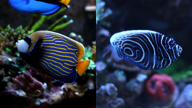Pomacanthus Imperator  ( JUV S )