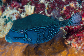 Ostracion Solorensis
