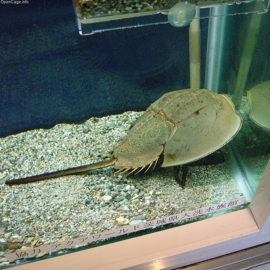 Tachypleus sp.