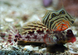 Synchiropus Ocellatus