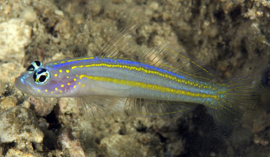 Vanderhorstia flavilineata