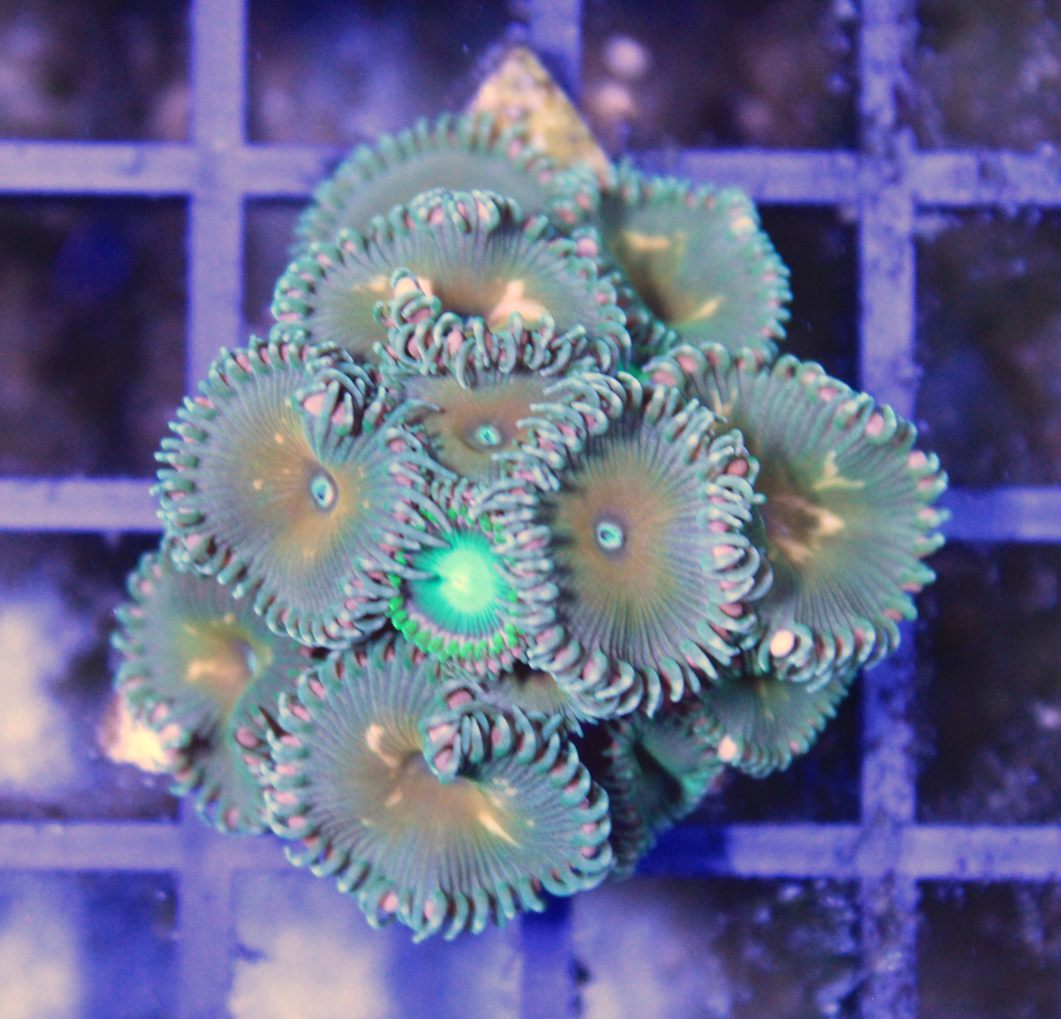 081 Protopalythoa