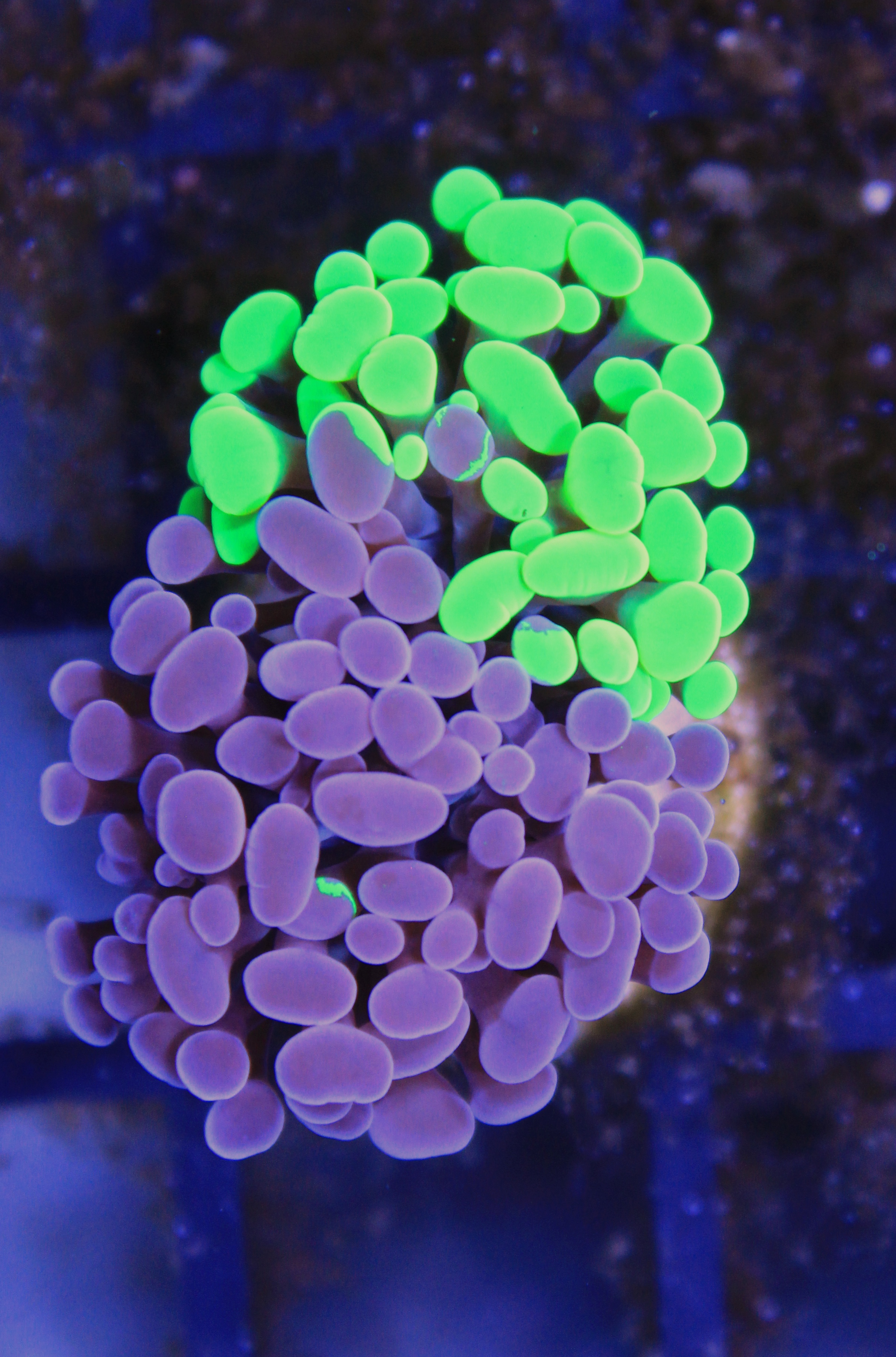 195 euphyllia paraancora grafted tiny heads 2 koppen