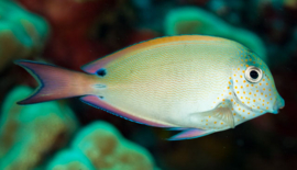 Acanthurus Nigrofuscus