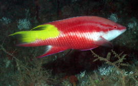 Bodianus Pulchellus