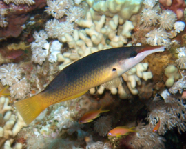 Gomphosus Caeruleus FEMALE