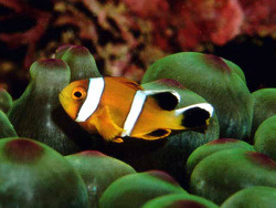 Amphiprion omanensis