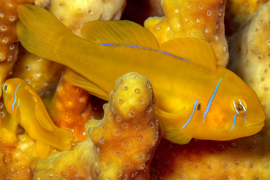 Gobiodon Citrinus