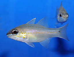 Ostorhinchus chrysopomus