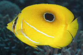Chaetodon Bennetti