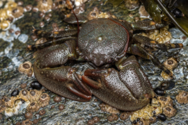 Petrolistes sp.