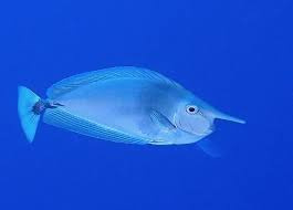 Naso Brevirostris