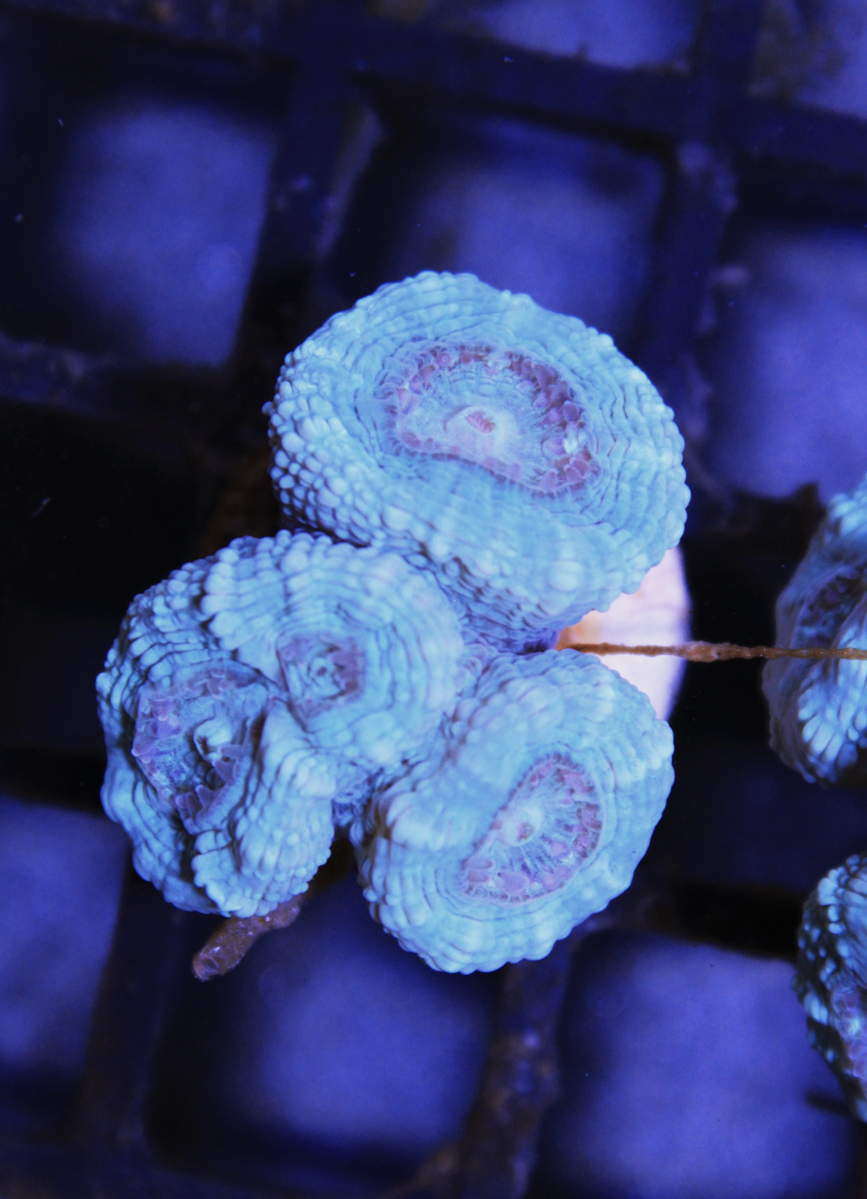 Caulastrea blauw ( Senna’s koralen eigen kweek )