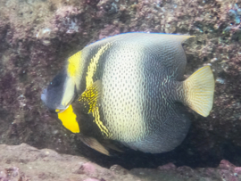 Pomacanthus Zonipectus (S)