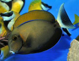Acanthurus Bariene (M)