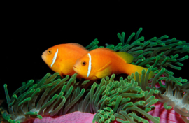 Amphiprion nigripes