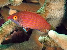 Pseudocheilinops Ataenia
