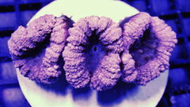 Lobophyllia sp. Pink