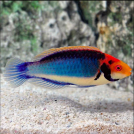 Cirrhilabrus Solorensis Bali