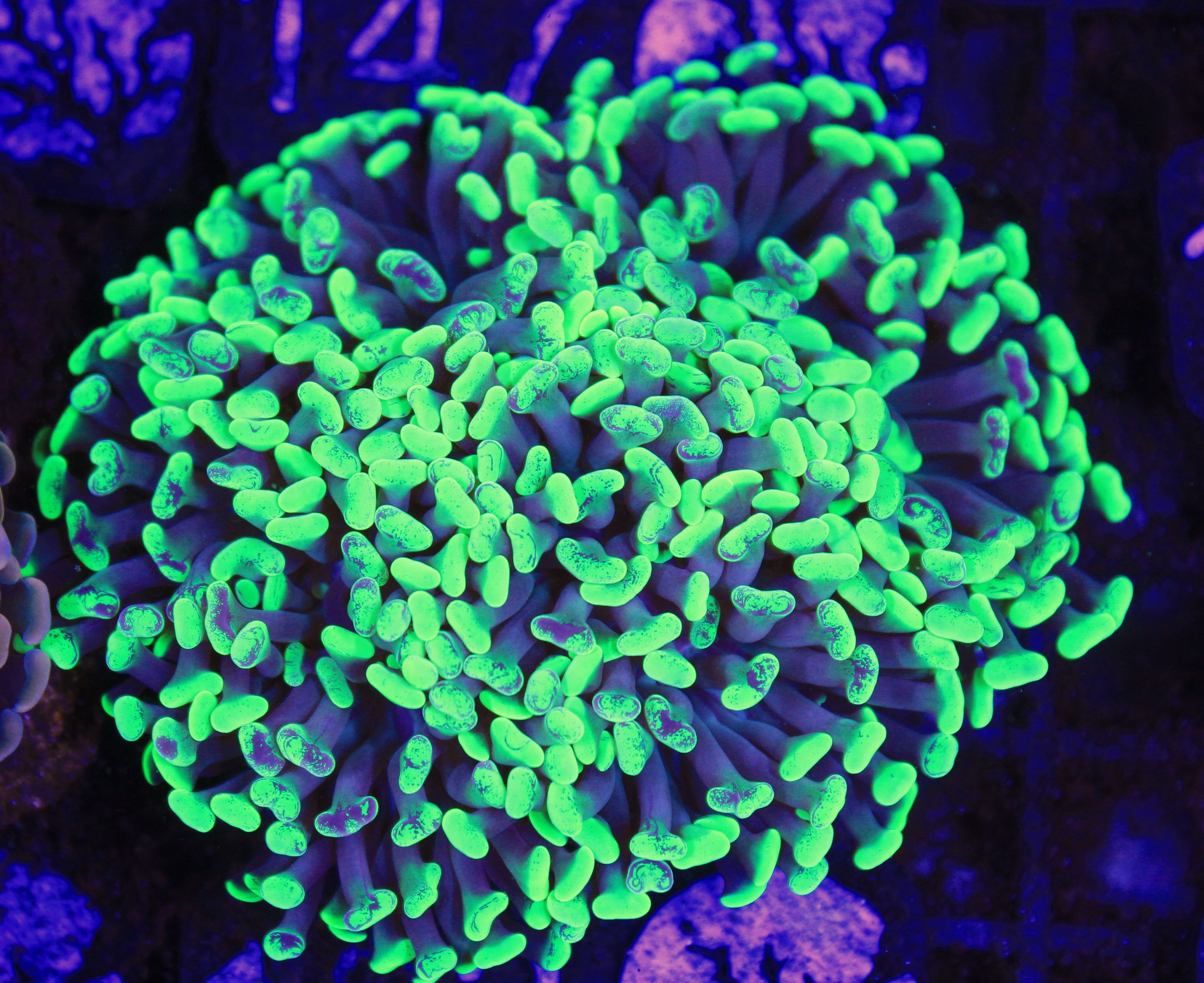 163 euphyllia groen 5 koppen