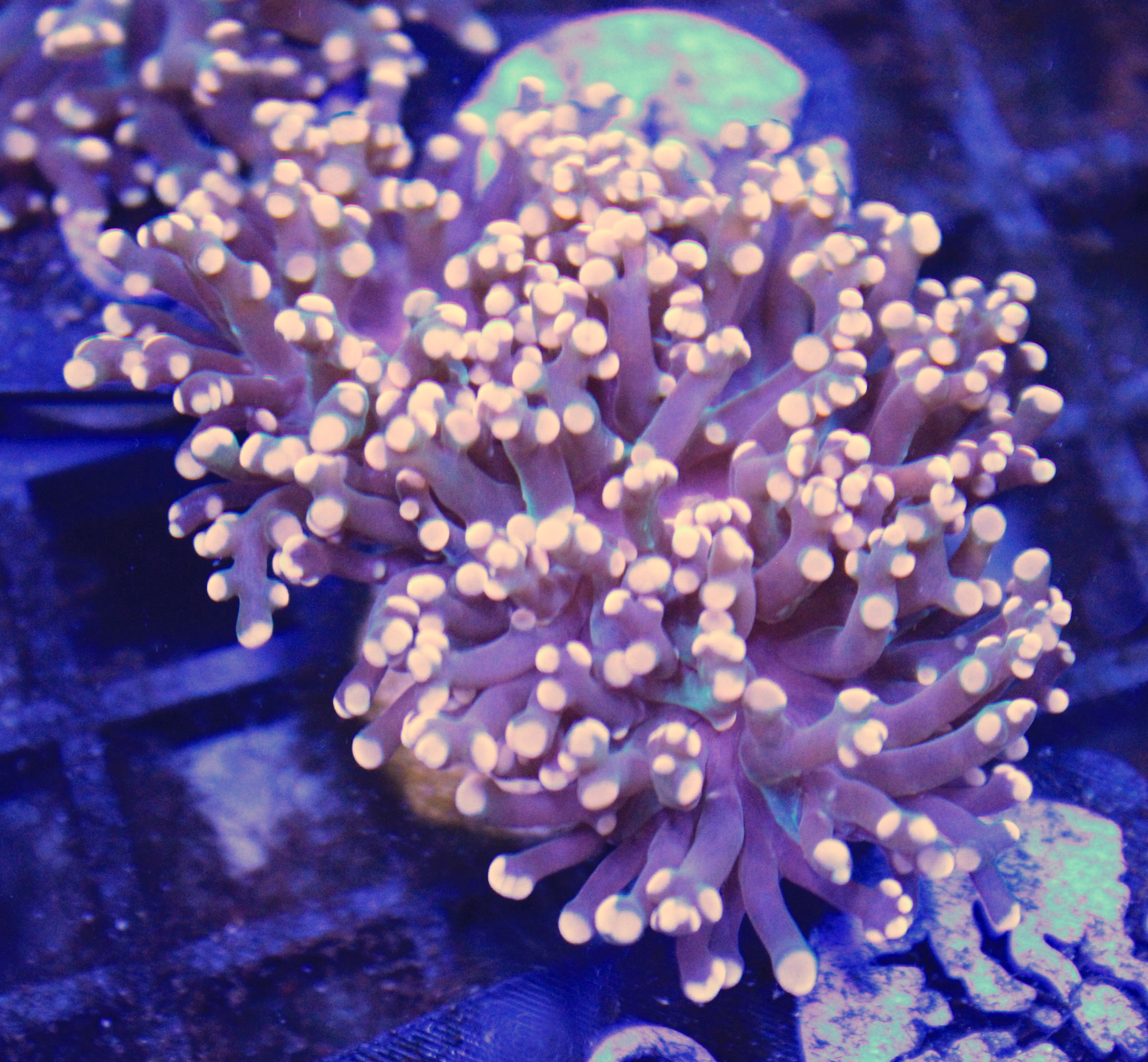 140 euphyllia Frogspawn 2 koppen
