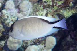 Genicanthus Caudovittatus Female