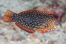 Macropharyngodon Ornatus