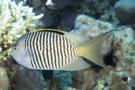 Genicanthus Caudovittatus male