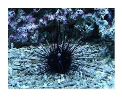 Diadema Setosum