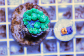 41 groene blaasjes koraal ( Senna’s koralen kweek )