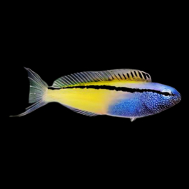 Meiacanthus nigrolineatus (Red Sea)