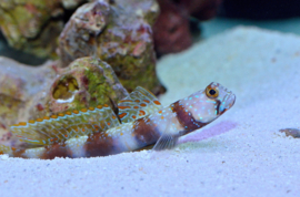 Amblyeleotris latifasciata