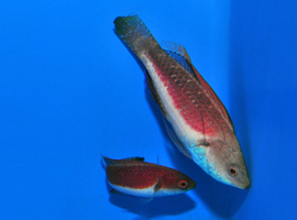 Cirrhilabrus Tonozukai
