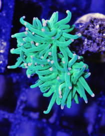 Euphyllia Glabrescens TOD Torch