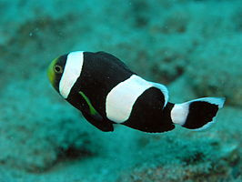 Amphiprion Polymnus
